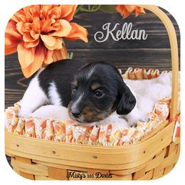 KELLAN - AKC Registered - Black and tan male Dachshund puppy in Graceville, Florida from Misty's 101 Doxies