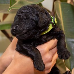 Lime - Black male Poodle puppy in Palmetto, Georgia from Renders Poodles