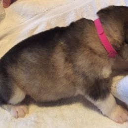 Alaskan Malamute Puppies from Tarnish Malamutes