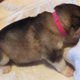 Alaskan Malamute Puppies from Tarnish Malamutes
