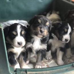 Australian Shepherd Puppies from Russell Ranch Aussies