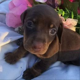 Bud - Dachshund