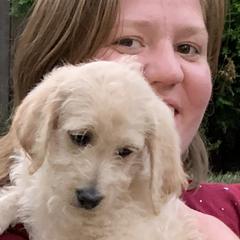 Double Doodle Puppies from Riverside Doodles in Seattle (double doodles)