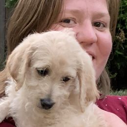 Double Doodle Puppies from Riverside Doodles in Seattle (double doodles)