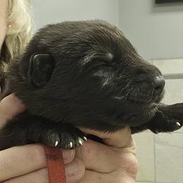 Boy 2 - male German Shepherd puppy in Rome, Georgia from Patriot Shepherds