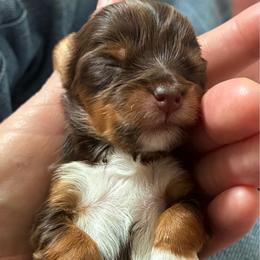Truvy - Sable female Yorkshire Terrier puppy in Waco, Texas from Betterthan Chocolate Yorkies