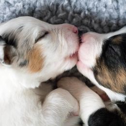 Australian Shepherd Puppies from Everly Australian Shepherds