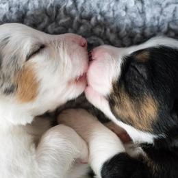 Australian Shepherd Puppies from Everly Australian Shepherds