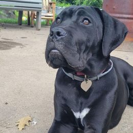 Cane Corso from Keystone Cane Corso