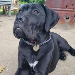 Cane Corso from Keystone Cane Corso