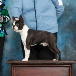 Bob - Boston Terrier