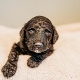 Thelonious Monk - Black male Labradoodle puppy in Orange, Virginia from Hillcrest Labradoodles