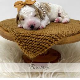 Beatrix - Parti female Goldendoodle puppy in State Road, North Carolina from Must Love Doodles