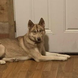 Siberian Husky All Grown Up from Great Warriors