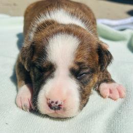 Astro - Red brindle male American Staffordshire Terrier puppy in Guilford County, North Carolina from Explicit Kennel