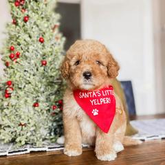 Noel - Red  male Goldendoodle puppy in Hopkins County, Texas from Boutique Doodles