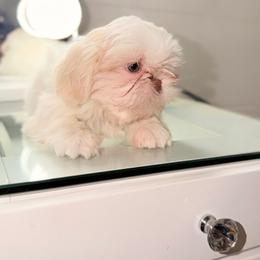 Mimi - White female Shih Tzu puppy in Monrovia, California from Sunrise Shihtzu Blossom