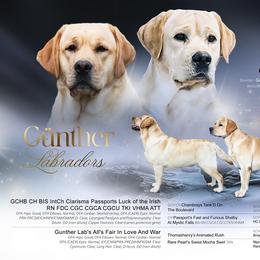 Labrador Retriever puppies from Günther Labradors