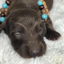 Ella Langley - Chocolate female Dachshund puppy in Payette, Idaho from NT Mini Doxies