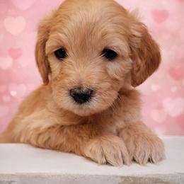 Chopper - Apricot male Goldendoodle puppy in Hendersonville, Tennessee from Ben's Best Buddy Goldendoodles