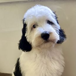 Mille aka Snoopy - Tri-color female Bernedoodle puppy in Royse City, Texas from Platinum Bernedoodles of Texas