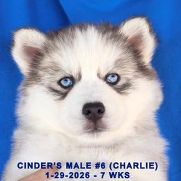 CINDER'S MALE 6 - Gray and white male Siberian Husky puppy in Manilla, Iowa from Bruck's Siberian Huskies