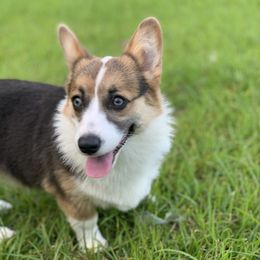Pembroke Welsh Corgis from Lonesome Dogwood Corgis