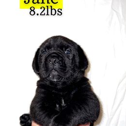 Cane Corso Puppies from Rock Creek Cane Corso