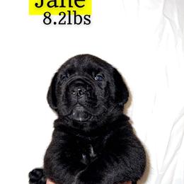 Cane Corso Puppies from Rock Creek Cane Corso