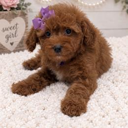 Purple Girl - Red female Cavapoo puppy in Waskom, Texas from Pearls & Curls doodles & poodles