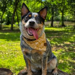 Nesta - Australian Cattle Dog