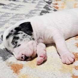 Speckles - Harlequin male Great Dane puppy in Castle Rock, Washington from Uber Alles Great Danes