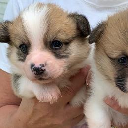 Pembroke Welsh Corgis from Str8edge Corgis