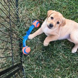 Liberty - Yellow female Labrador Retriever puppy in Cheney, Washington from Loudon's Labradors