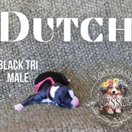 Dutch - Black tri male Miniature American Shepherd puppy in Ferndale, California from Lost Coast Aussies