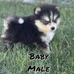 Baby - Black and white male Pomsky puppy in Clarkston, Utah from Red Rock Ranch Breeders