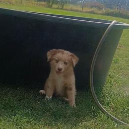 Cluck - Red merle male Australian Shepherd puppy in Elkhart, Texas from Donaldson Dogz
