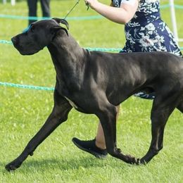 Great Danes from Glory Danes