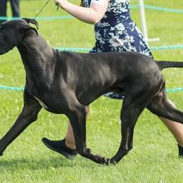 Great Danes from Glory Danes