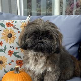 Shih Tzu Puppies from Margaret Szegda