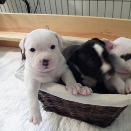 Staffordshire Bull Terrier Puppies from Aran Isle Staffords