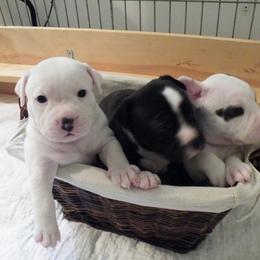 Staffordshire Bull Terrier Puppies from Aran Isle Staffords