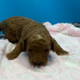 Pink - Red  female Poodle puppy in Mauston, Wisconsin from Quiverfull Acres
