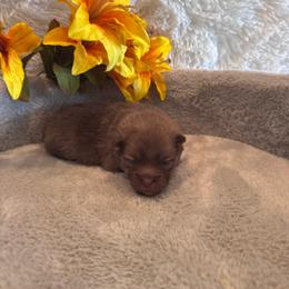 Female 1 - Chocolate female Pomsky puppy in Bucyrus, Missouri from Hill Top Pomskies