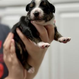 Oreo - Black tri-color male Australian Shepherd puppy in Odessa, Texas from Yucca Blossom Pups