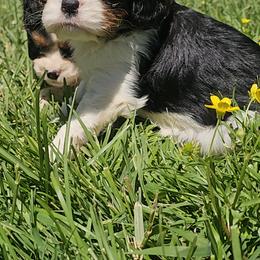 Oreo - Tri-color male Cavalier King Charles Spaniel puppy in Marshfield, Missouri from Puppyloversplace