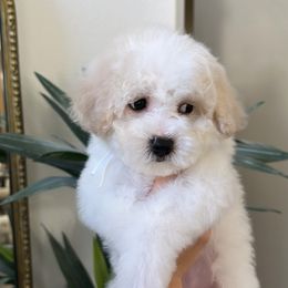 Lola - White female Bichon Frise puppy in Gresham, Oregon from Lyudmila Loves Puppies