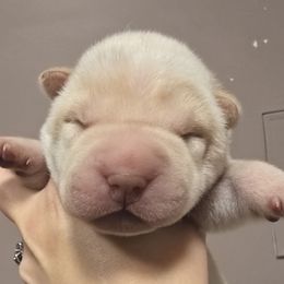 Ally - Cream female Chinese Shar-Pei puppy in Rome, Pennsylvania from Maynard Hills Chinese Sharpeis
