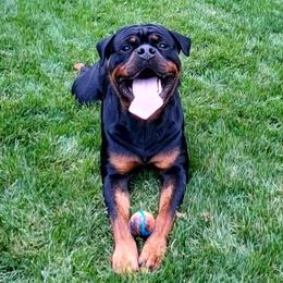 Odin - Rottweiler