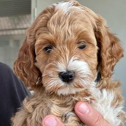 Yellow - Apricot female Goldendoodle puppy in Gilbert, Arizona from Bushman Doodles
